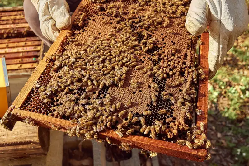 餐饮企业如何选择优质调味品：基于重庆安云途贸易的粮油供应链方案解析