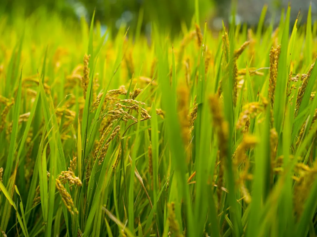 重庆粮油批发市场观察：食用油与大米采购如何影响餐饮出品稳定性正文配图 2
